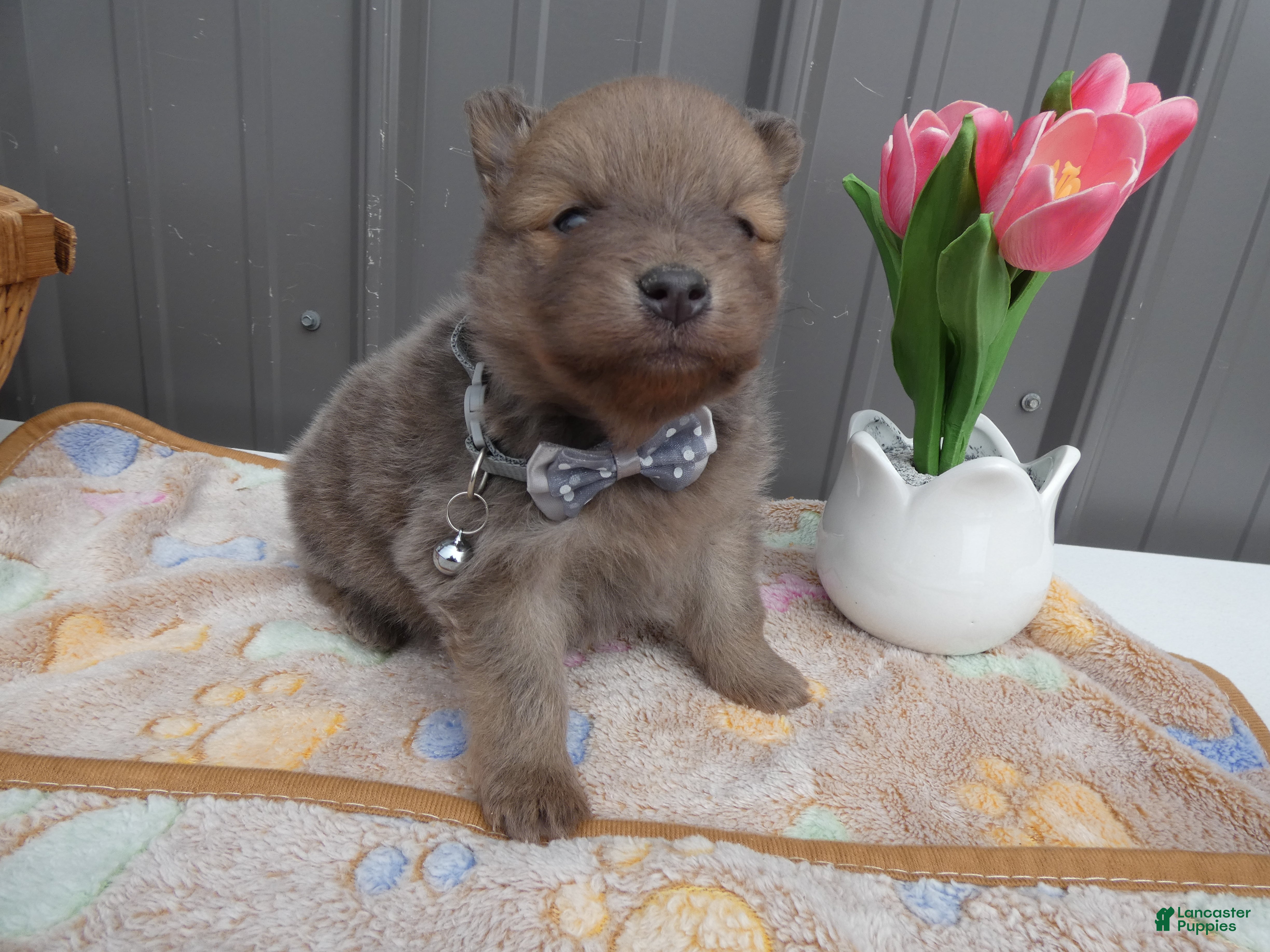Pomeranian dogs for sale: Pomeranian Puppy 2 Baxter - Ad 2