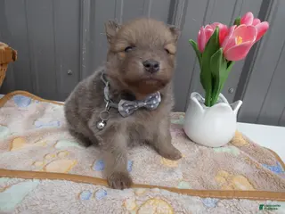 Pomeranian dogs for sale: Pomeranian Puppy 2 Baxter - Ad 2