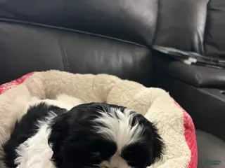 Shih Tzu dogs for sale: Shih Tzu Puppy 4 - Ad 4