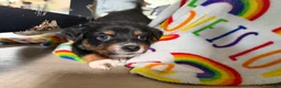 Australian Shepherd dogs for sale: Athena  - Ad 6