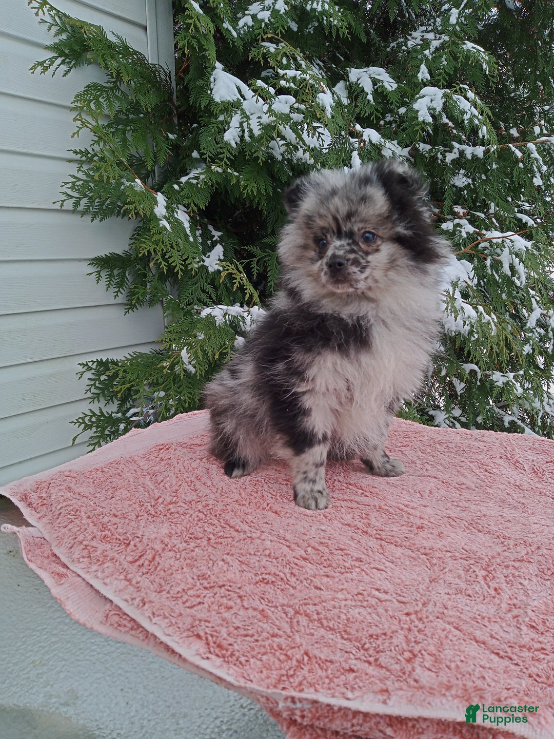 Pomeranian dogs for sale: Leo - Ad 2
