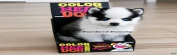Pomsky dogs for sale: Pixie Micro Pomsky - Ad 4