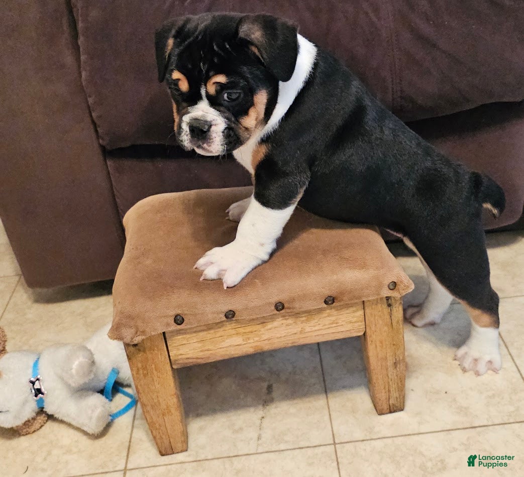 Mixed Breed dogs Big Boy Bulldog Blend - Ad 8