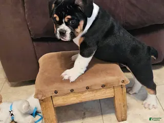 Mixed Breed dogs Big Boy Bulldog Blend - Ad 8