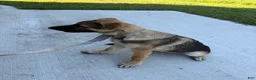 German Shepherd dogs for sale: Desert - Ad 9