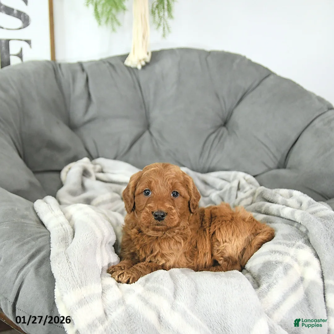 Mini Goldendoodle dogs for sale: Romeo - Ad 4