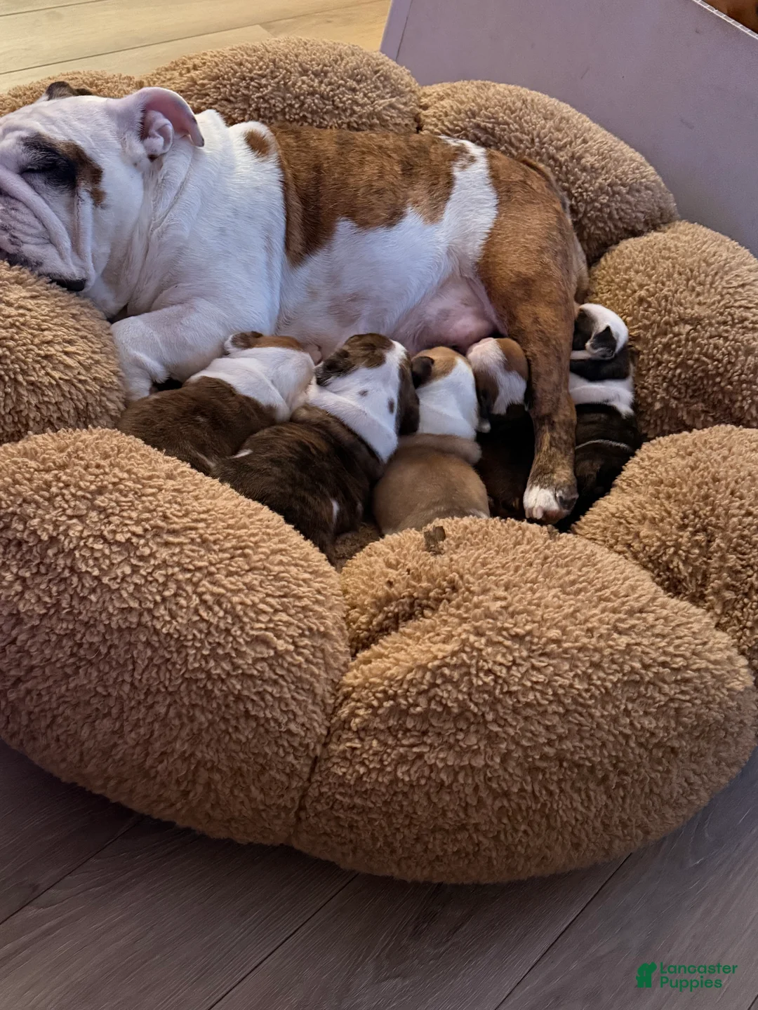 English Bulldog dogs for sale: English Bulldog Puppy 2 - Ad 6