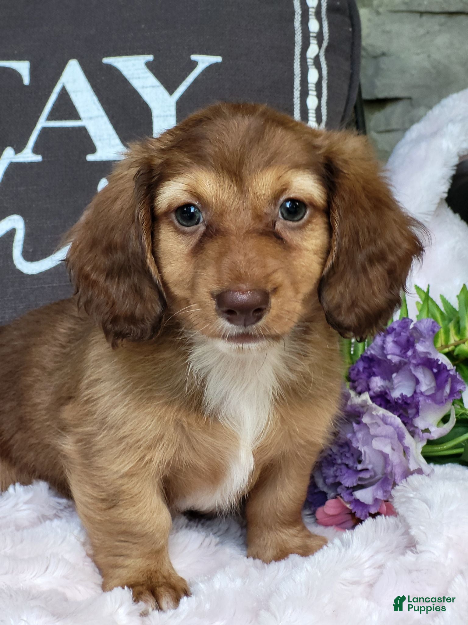 Dachshund dogs Willow  - Ad 1