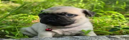 Pug dogs for sale: Moe - Ad 11