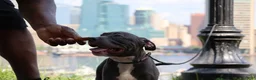 American Bully dogs for sale: Venus - Ad 7