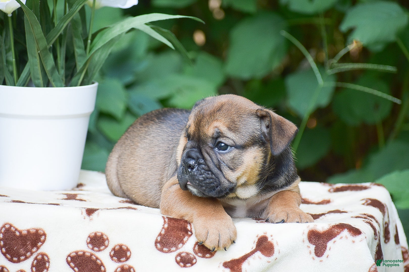 Olde English Bulldogge dogs Moose - Ad 2