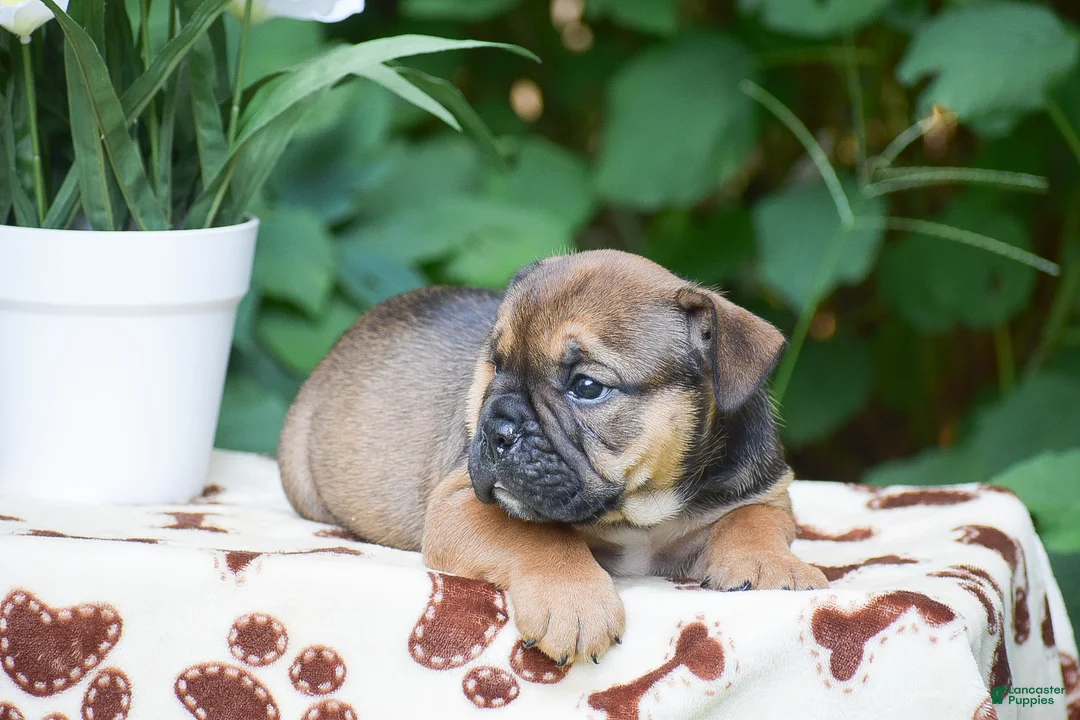 Olde English Bulldogge dogs for sale: Moose - Ad 2