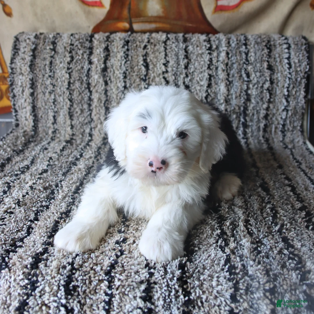 Old English Sheepdog dogs for sale: Nellie - Ad 3