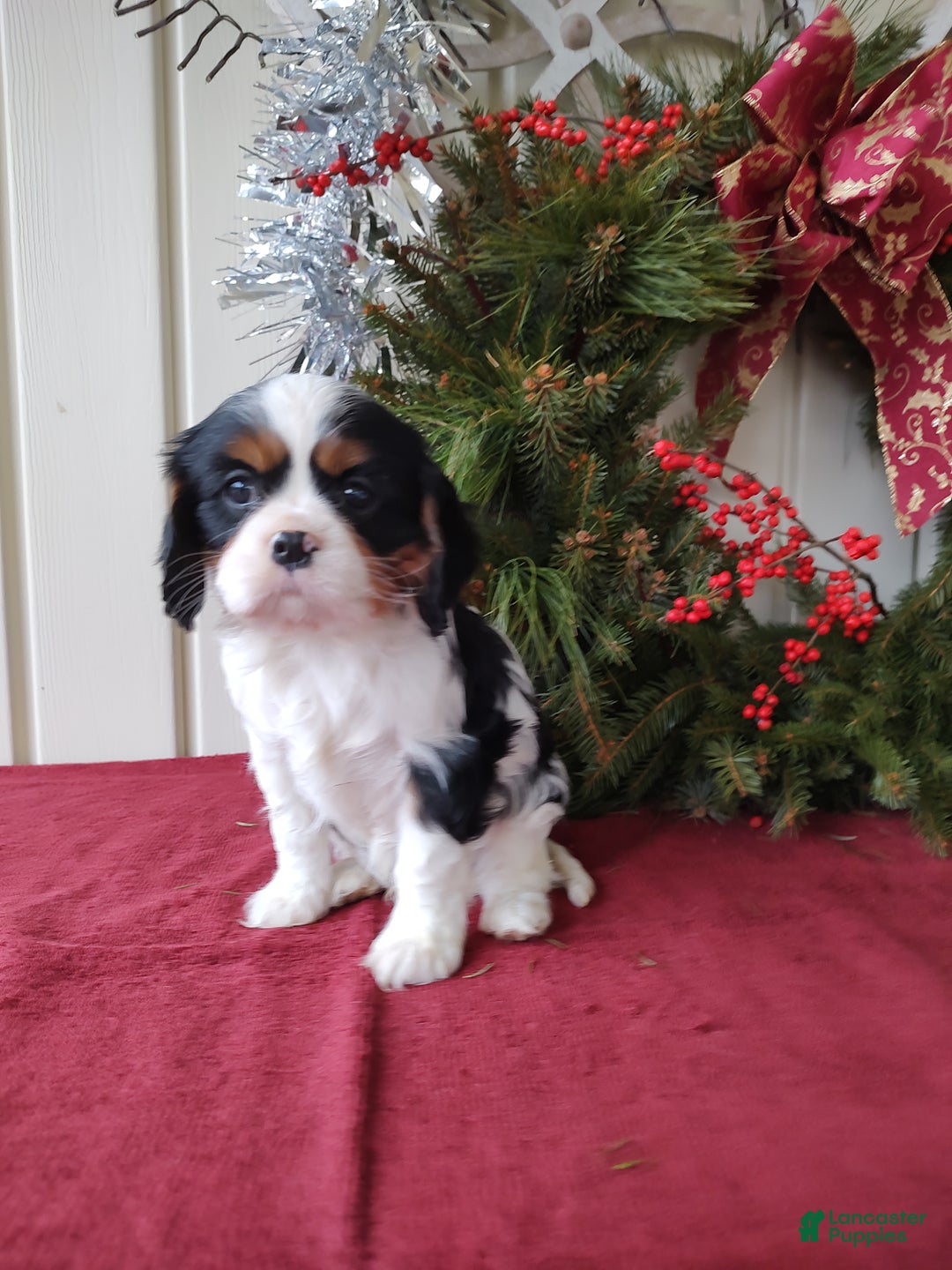 Cavalier King Charles Spaniel dogs for sale: Bruce - Ad 3