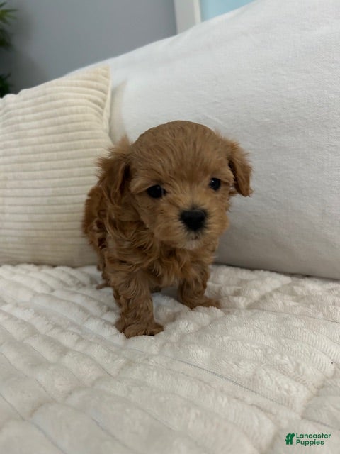 Maltipoo dogs Maltipoo Buddy - Ad 5