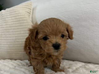 Maltipoo dogs Maltipoo Buddy - Ad 37