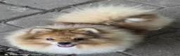 Pomeranian dogs for sale: Ckc max  - Ad 2