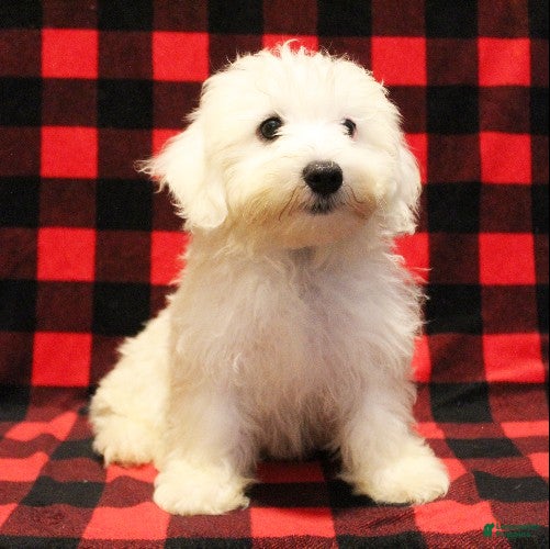 Maltese dogs Mochi - Ad 1
