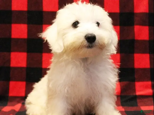 Maltese dogs for sale: Mochi - Ad 1