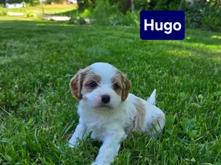Cavapoo dogs for sale: Hugo - Ad 1