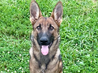 German Shepherd dogs - Ad 7