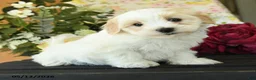 Maltipoo dogs for sale: Shayla - Ad 3