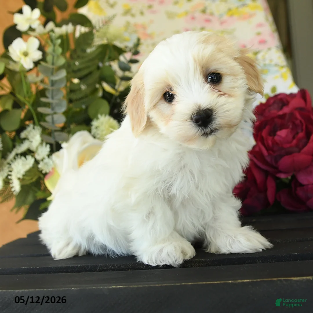 Maltipoo dogs for sale: Shayla - Ad 3