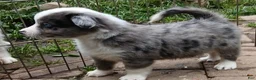 Miniature Australian Shepherd dogs for sale: Miniature Australian Shepherd Puppy 4 - Ad 2