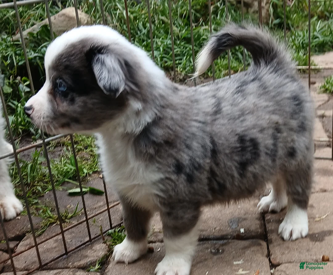 Miniature Australian Shepherd dogs for sale: Miniature Australian Shepherd Puppy 4 - Ad 2