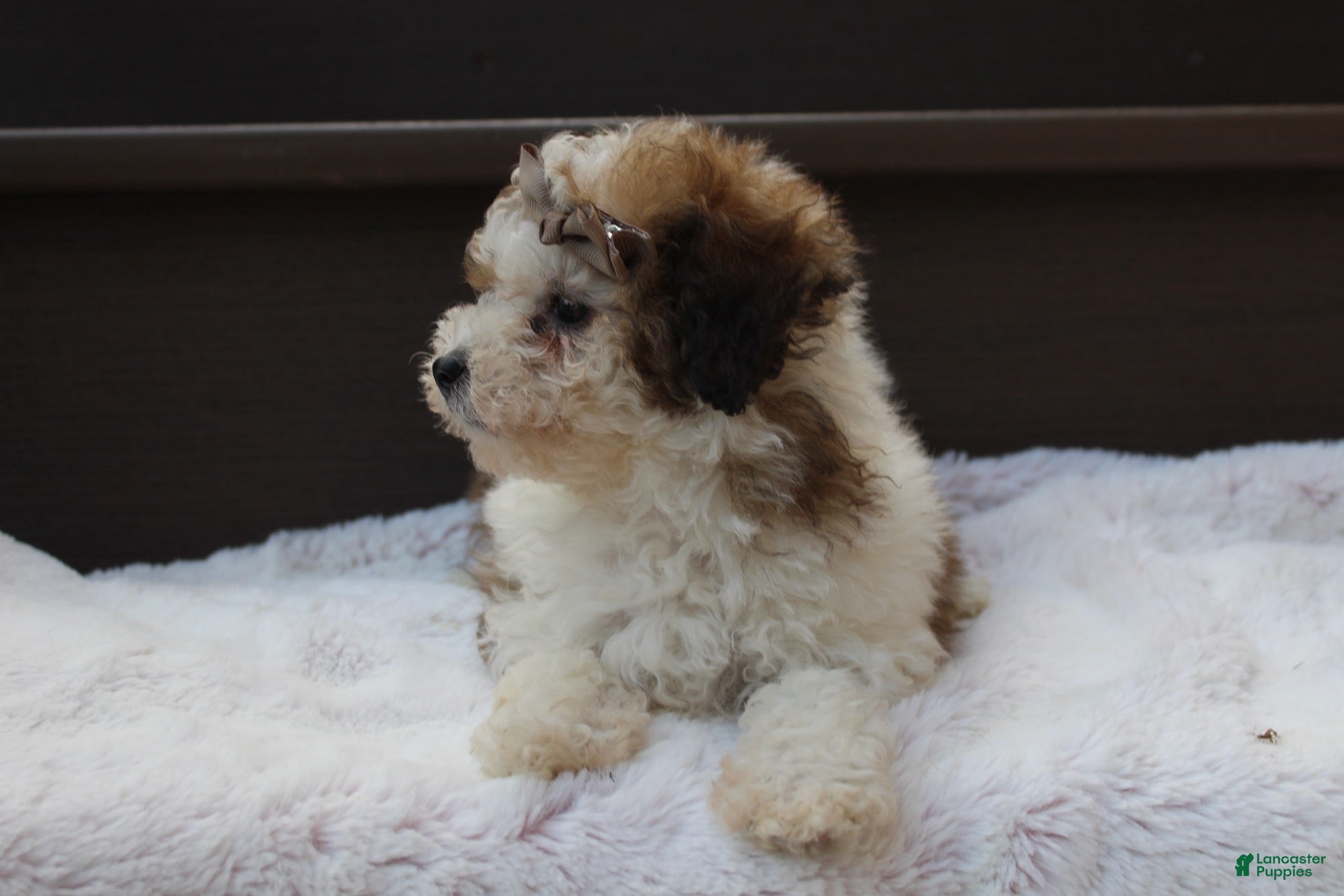 Miniature Poodle dogs Hallie - Ad 2