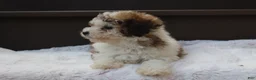 Miniature Poodle dogs for sale: Hallie - Ad 2