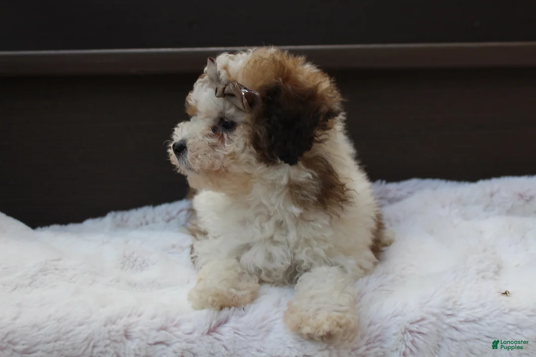 Miniature Poodle dogs for sale: Hallie - Ad 2