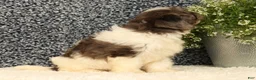 Havapoo dogs for sale: Snickers - Ad 3