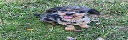 Toy Poodle dogs for sale: Nova - Ad 12