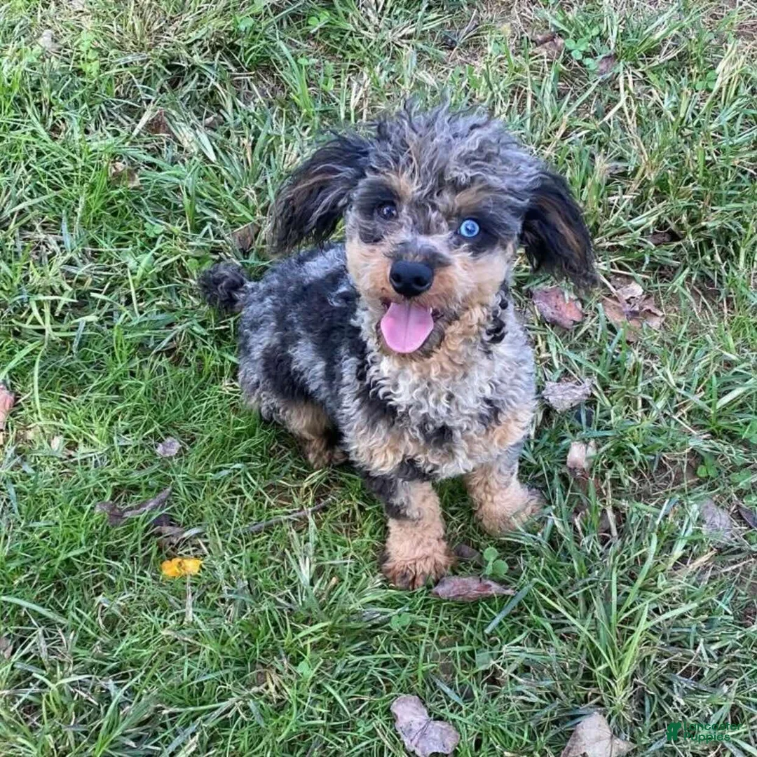 Toy Poodle dogs for sale: Nova - Ad 12