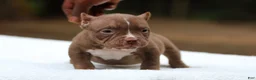 American Bully dogs for sale: Chocolate Female - Ad 6