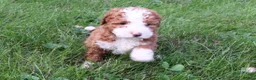 Bernedoodle dogs for sale: Lexi - Ad 5