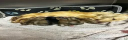 Miniature Dachshund dogs for sale: Pinocchio - Ad 8