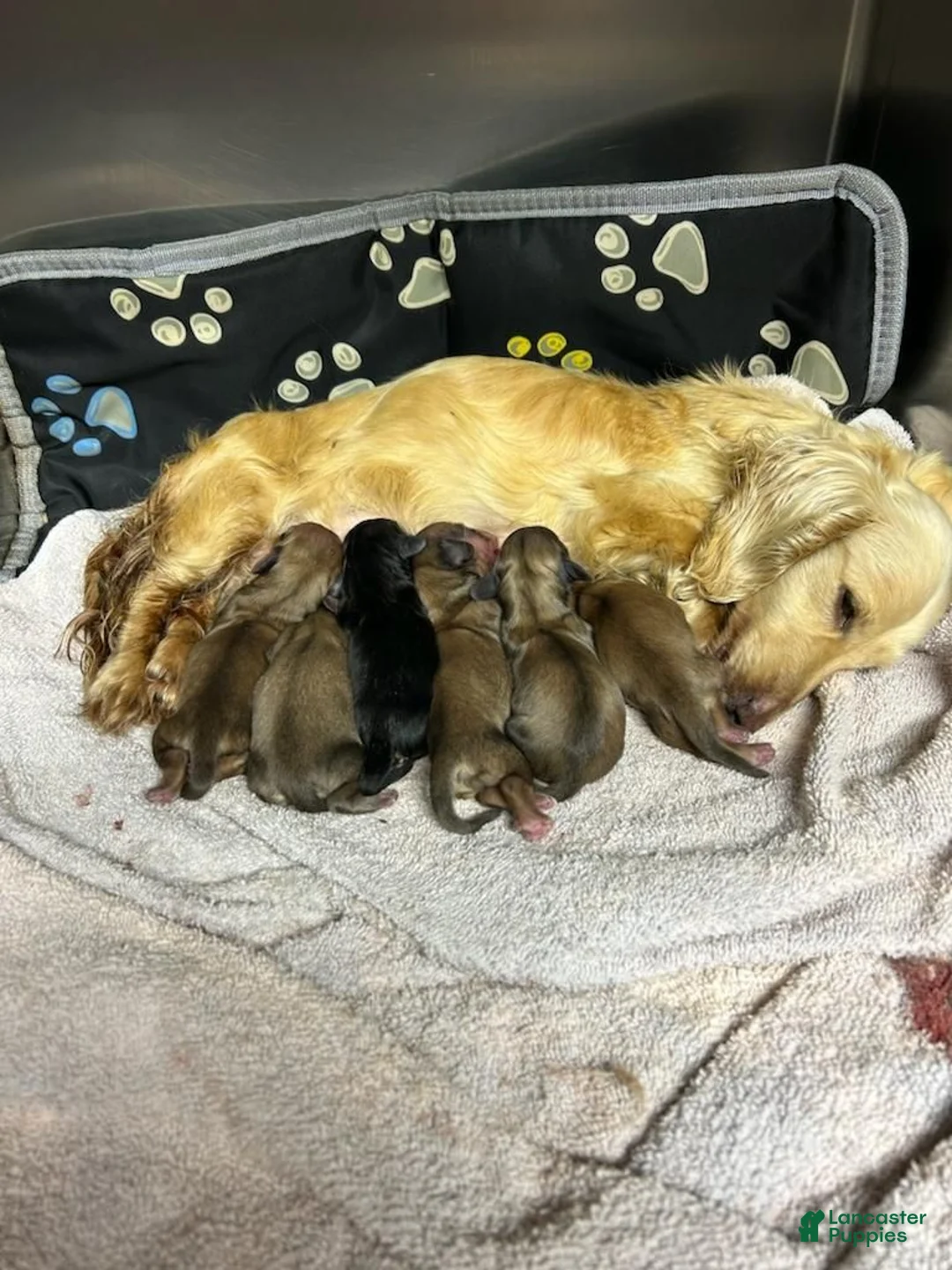 Miniature Dachshund dogs for sale: Pinocchio - Ad 8