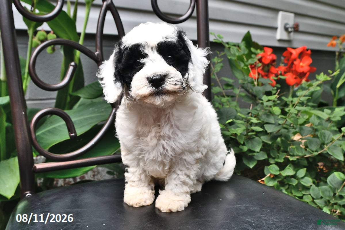 Cockapoo dogs Arlen - Ad 2