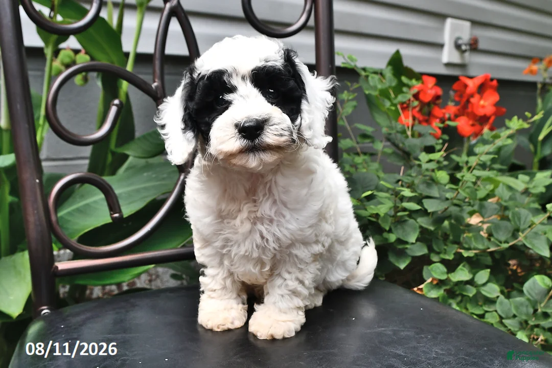 Cockapoo dogs for sale: Arlen - Ad 2