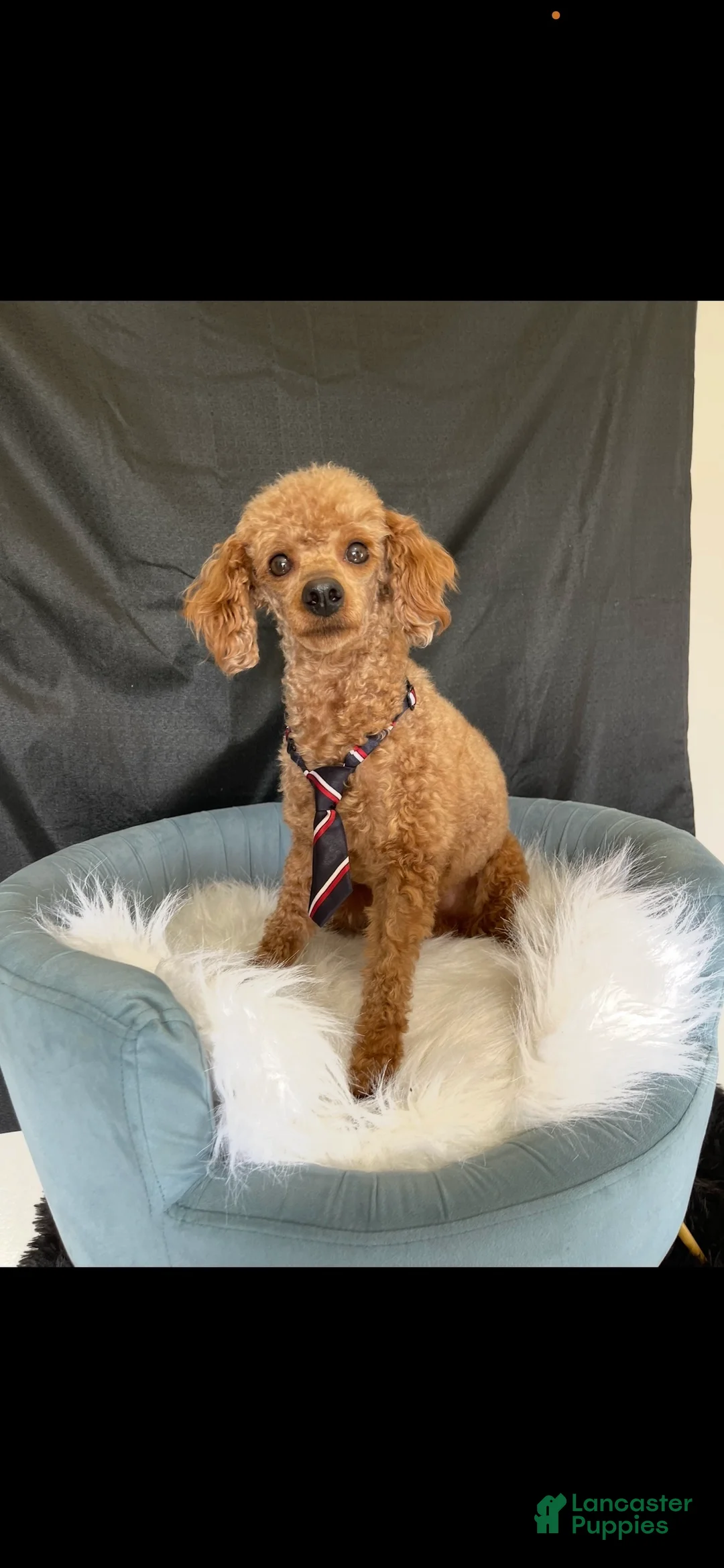 Toy Poodle dogs for sale: Akc Clear 🧬 Bred Red Proven Milo - Ad 10