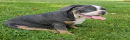 Mixed Breed dogs for sale: Big Bubba Blue - Ad 7