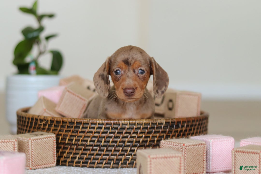 Miniature Dachshund dogs for sale: Bella - Ad 12
