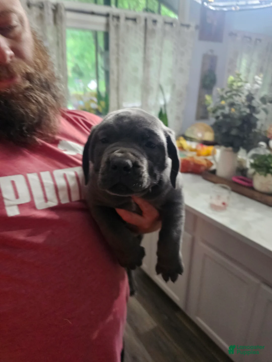 Cane Corso dogs for sale: Scarlett - Ad 2