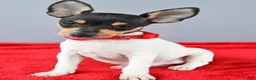 Toy Fox Terrier dogs for sale: Duke - Ad 4