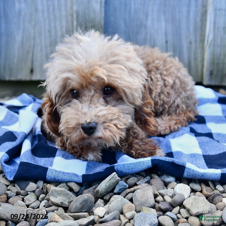 Toy Poodle dogs Bentley - Ad 2