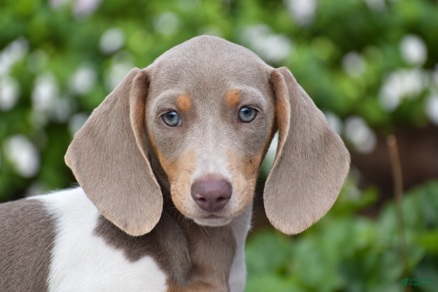 Miniature Dachshund dogs for sale: Tiger - Mini - Ad 2