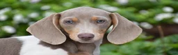 Miniature Dachshund dogs for sale: Tiger - Mini - Ad 1