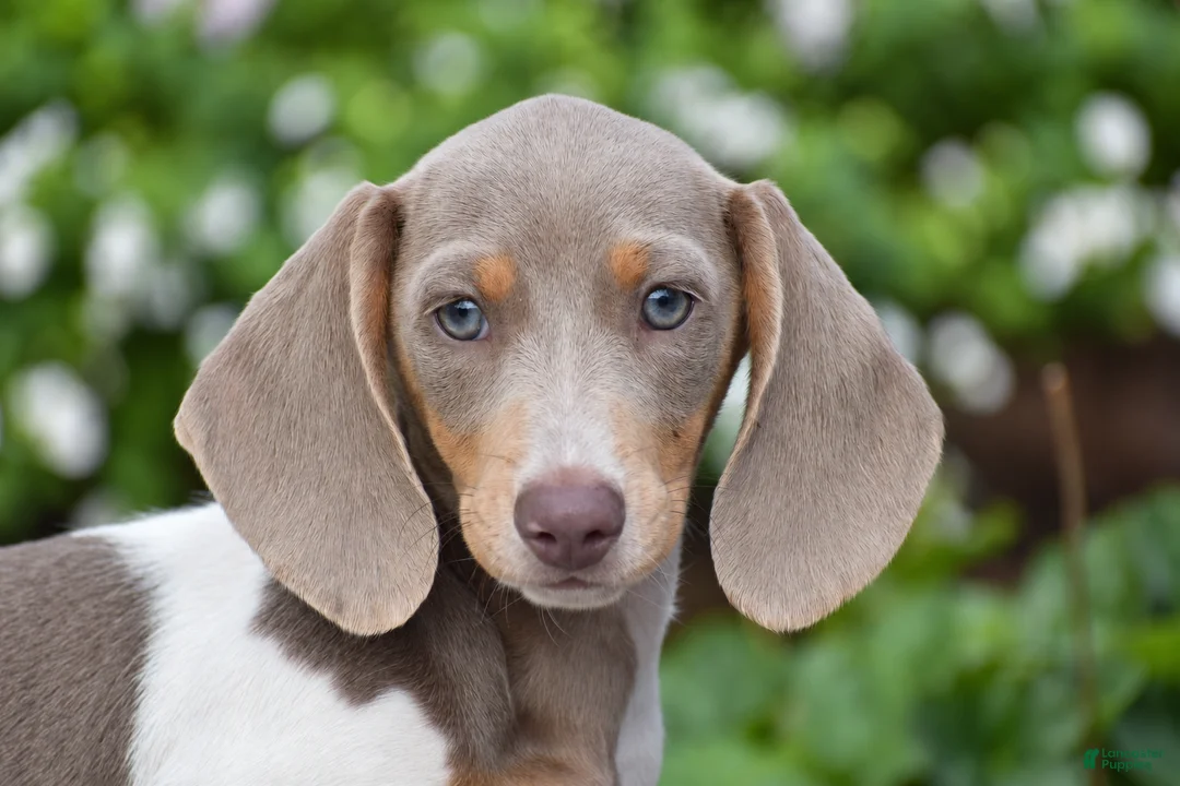 Miniature Dachshund dogs for sale: Tiger - Mini - Ad 1